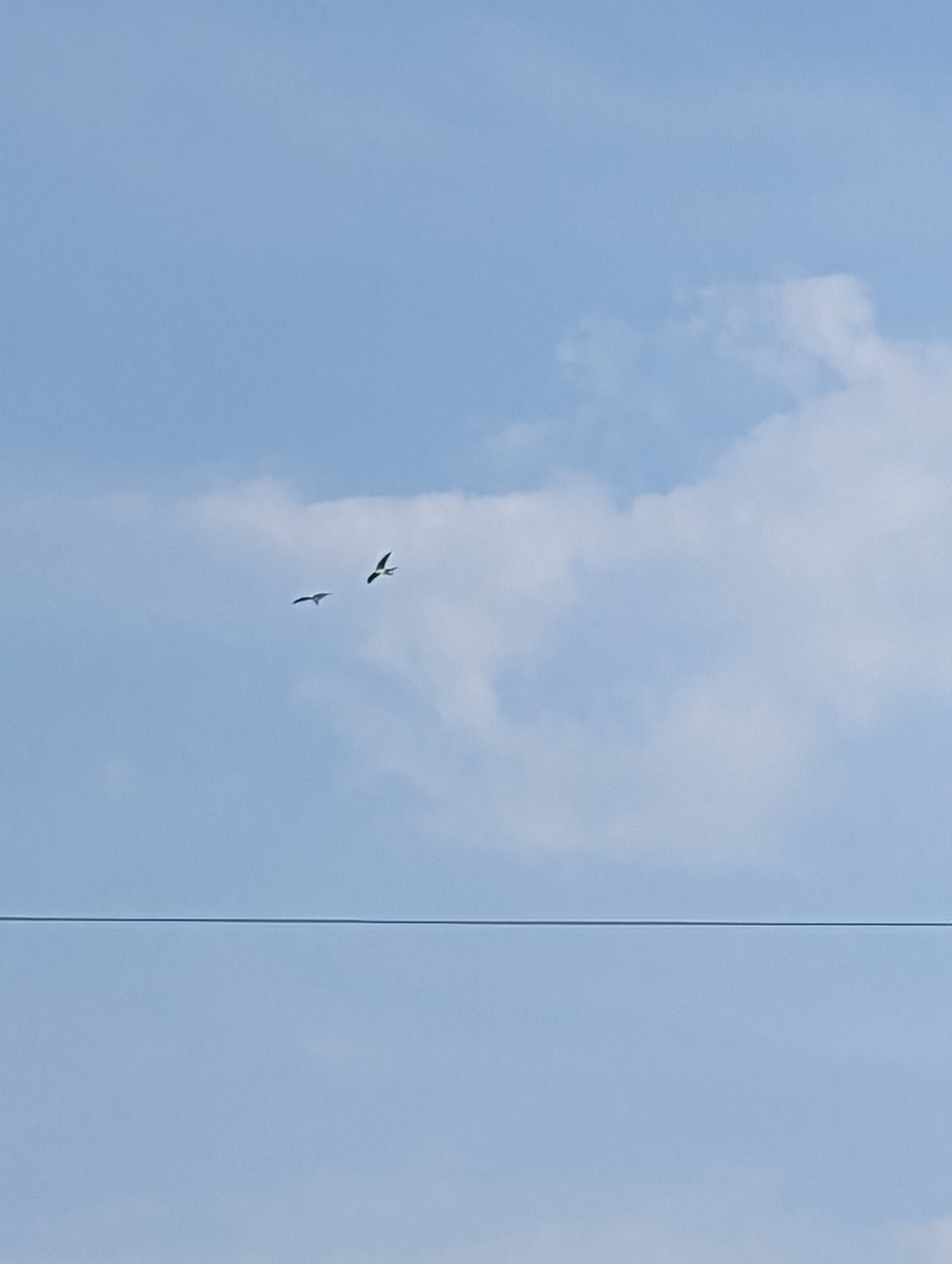 Swallow-tailed Kite - ML577627651