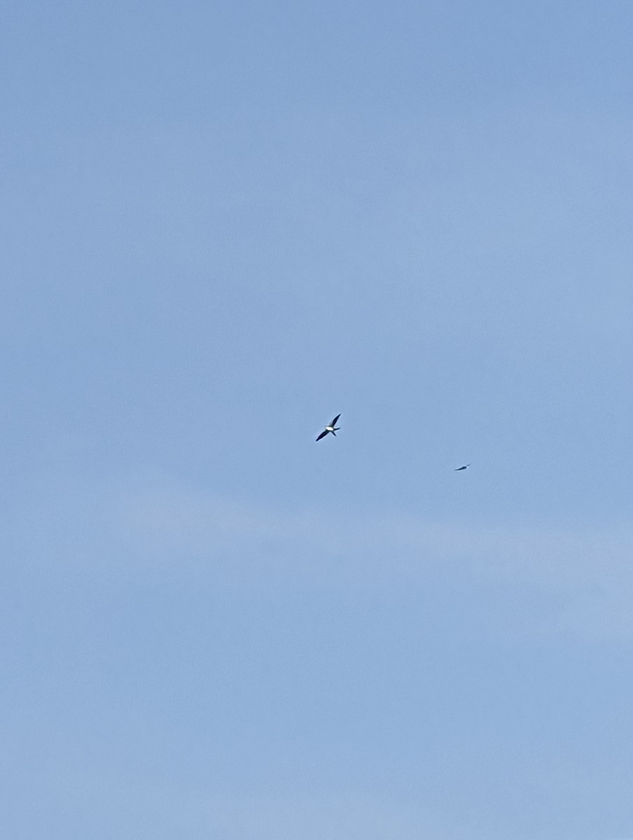 Swallow-tailed Kite - ML577627661