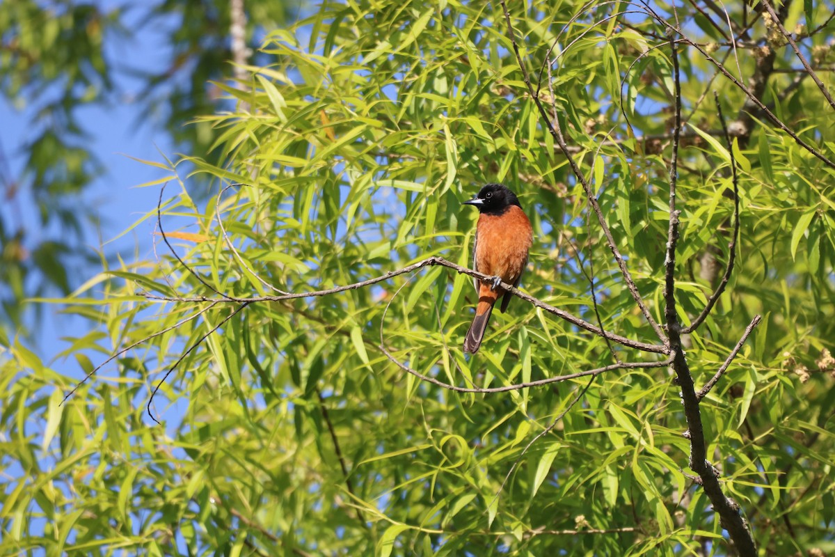 Orchard Oriole - ML577630941