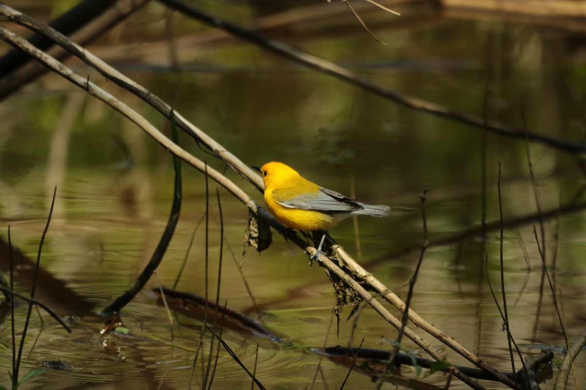 Prothonotary Warbler - ML577631251