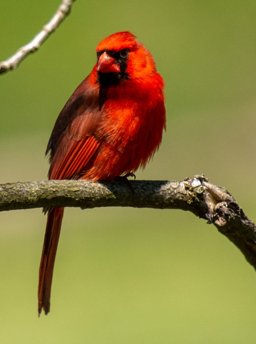 Cardinal rouge - ML577632051