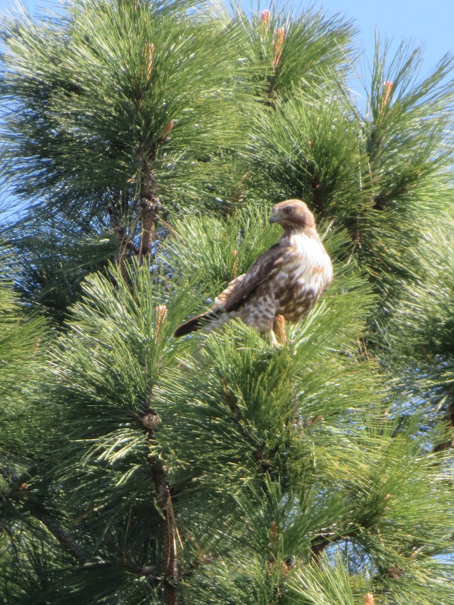 Red-tailed Hawk - ML577632411