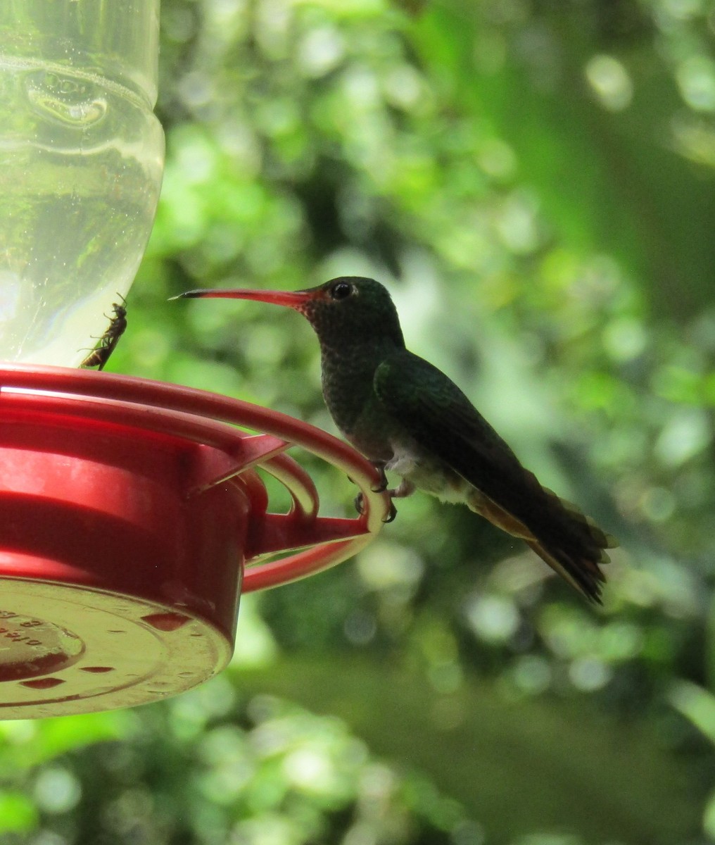 Rufous-tailed Hummingbird (Rufous-tailed) - ML577632651