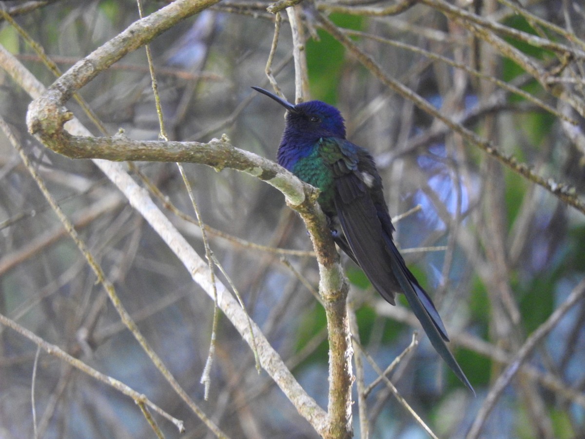 Swallow-tailed Hummingbird - Rubélio Souza