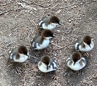 Common Merganser, ML577633001