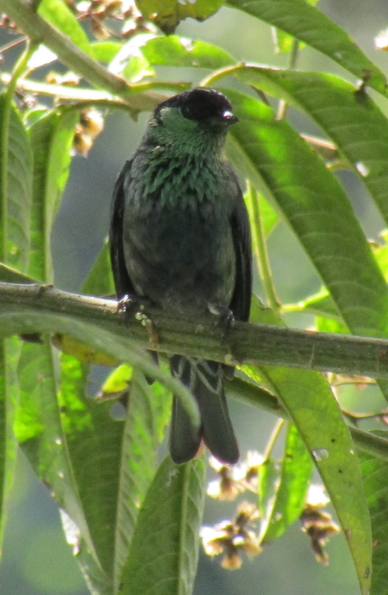 Black-capped Tanager - ML577633131