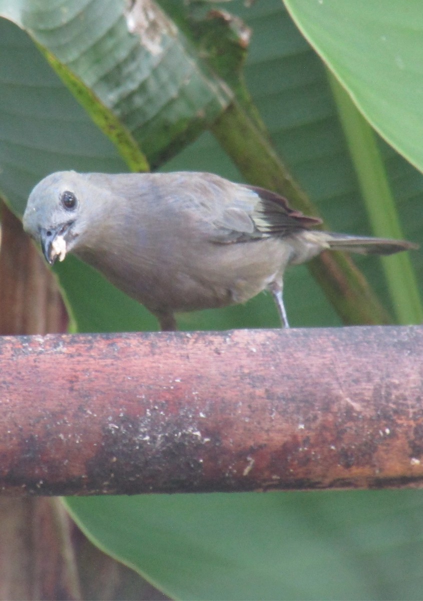 Palm Tanager - ML577634731