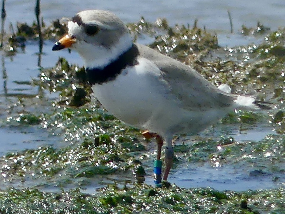 Piping Plover - ML577634881