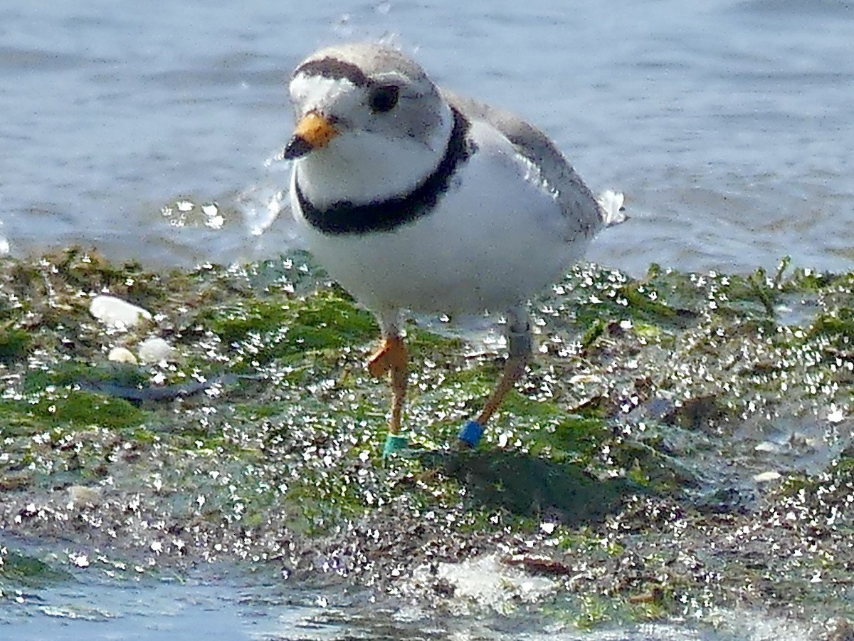 Piping Plover - ML577634891