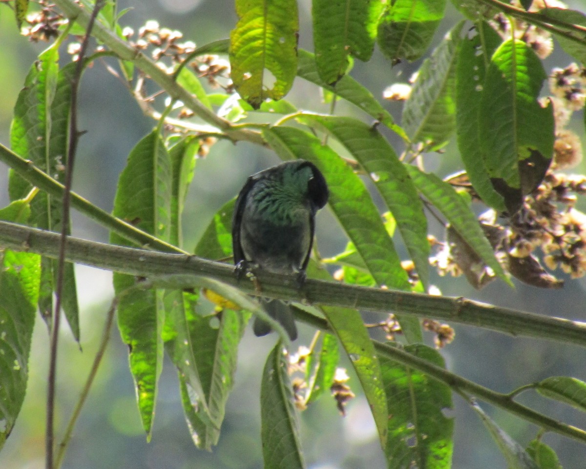 Black-capped Tanager - ML577635561