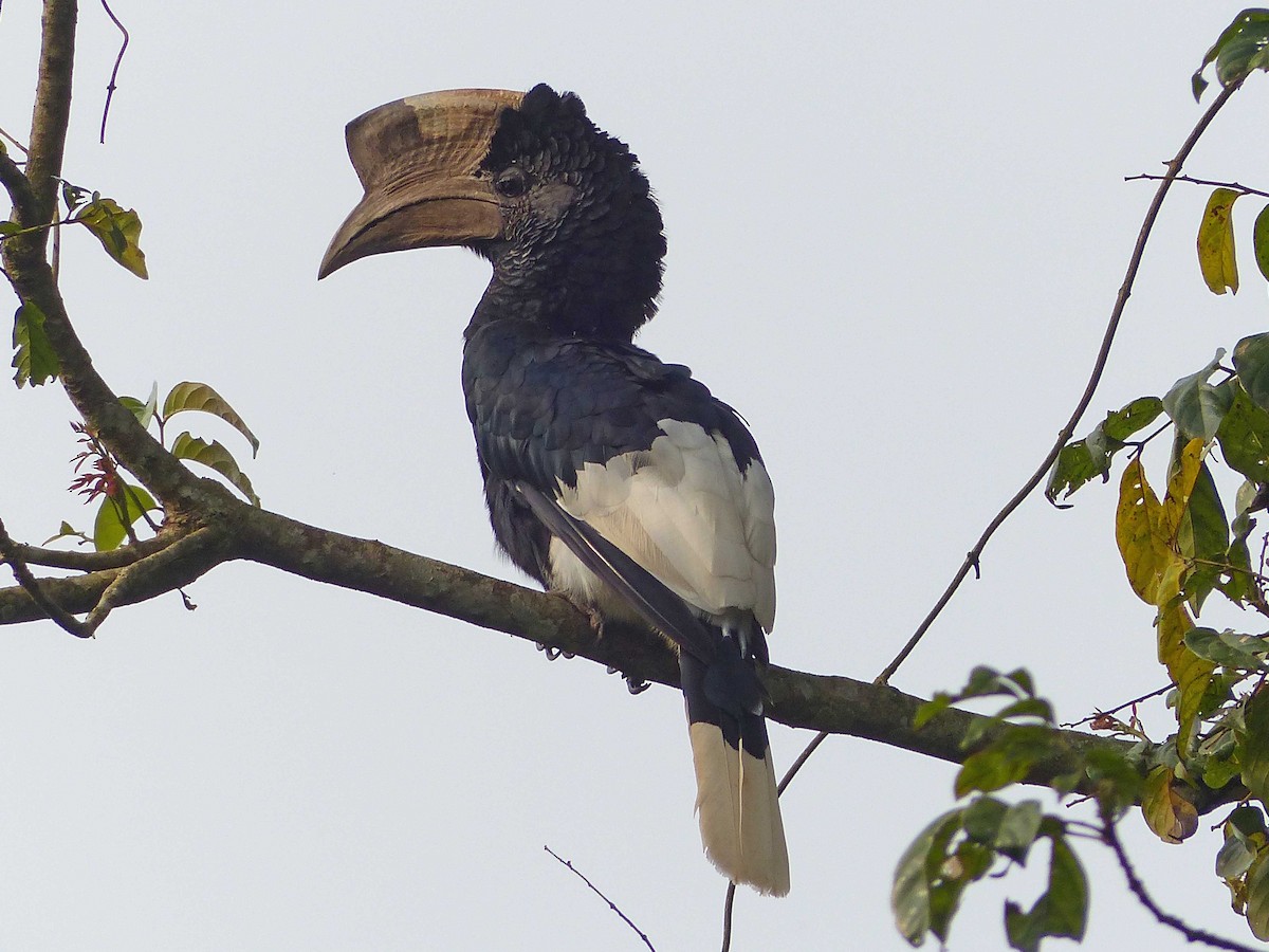 Black-and-white-casqued Hornbill - Peter Kaestner