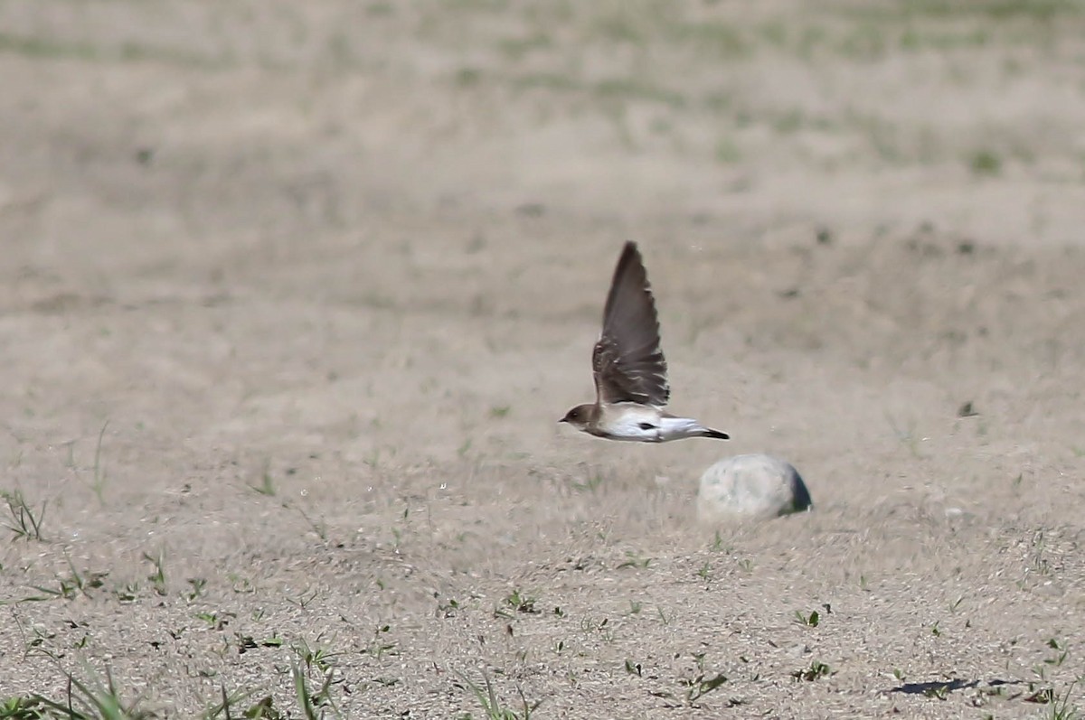Northern Rough-winged Swallow - François Rivet