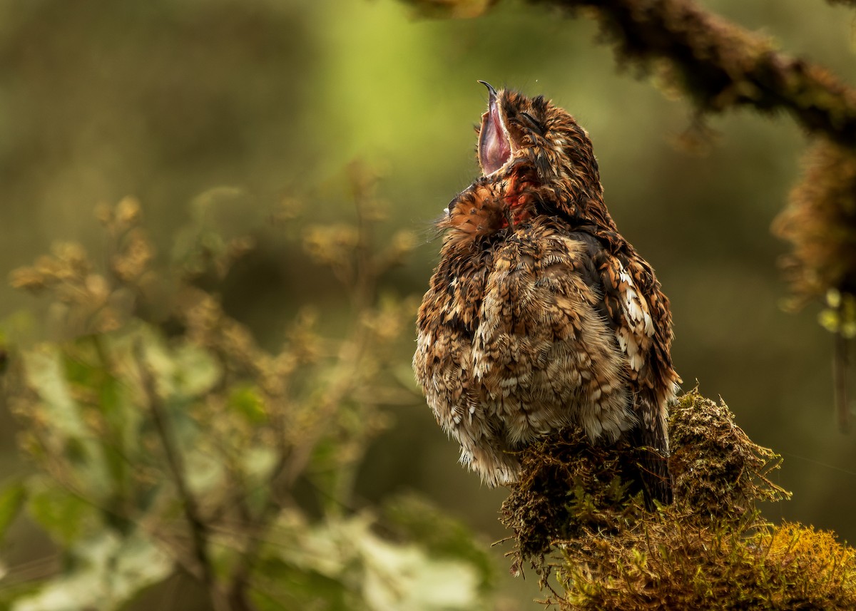 Andean Potoo - ML577637651