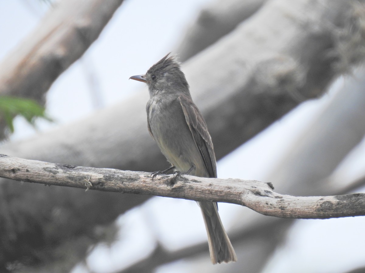 Greater Pewee (Mexican) - ML577639341
