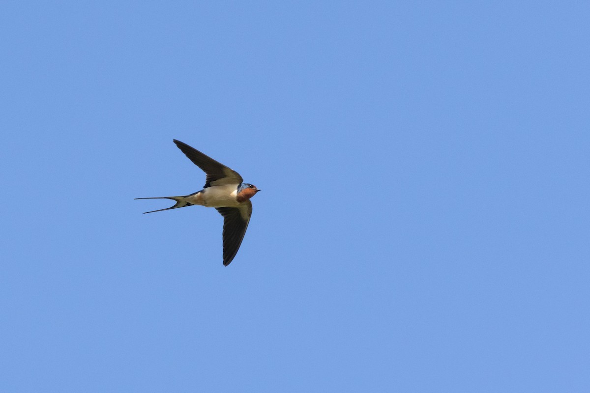 Barn Swallow - ML577640151