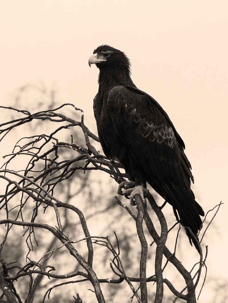 Wedge-tailed Eagle - Matteo Grilli