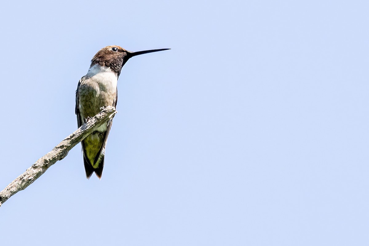 Black-chinned Hummingbird - ML577649151