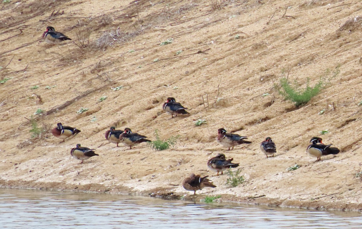 Wood Duck - ML577658781