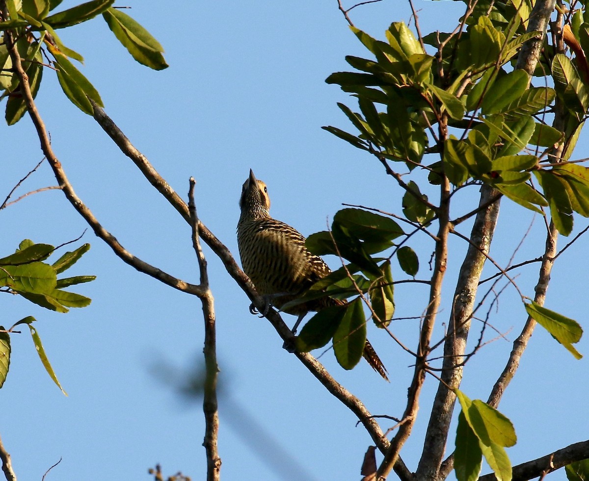 kubamarkspett - ML577658871