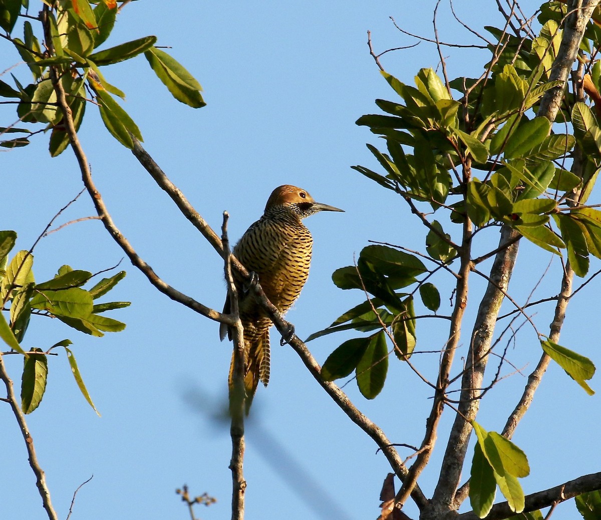 kubamarkspett - ML577658911
