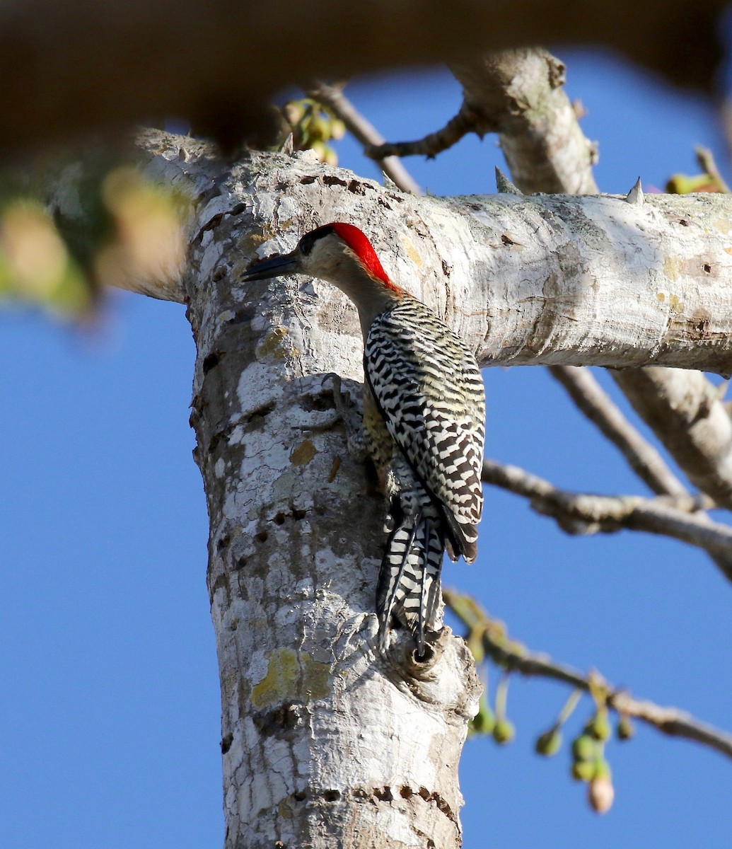 West Indian Woodpecker - Sandy Vorpahl