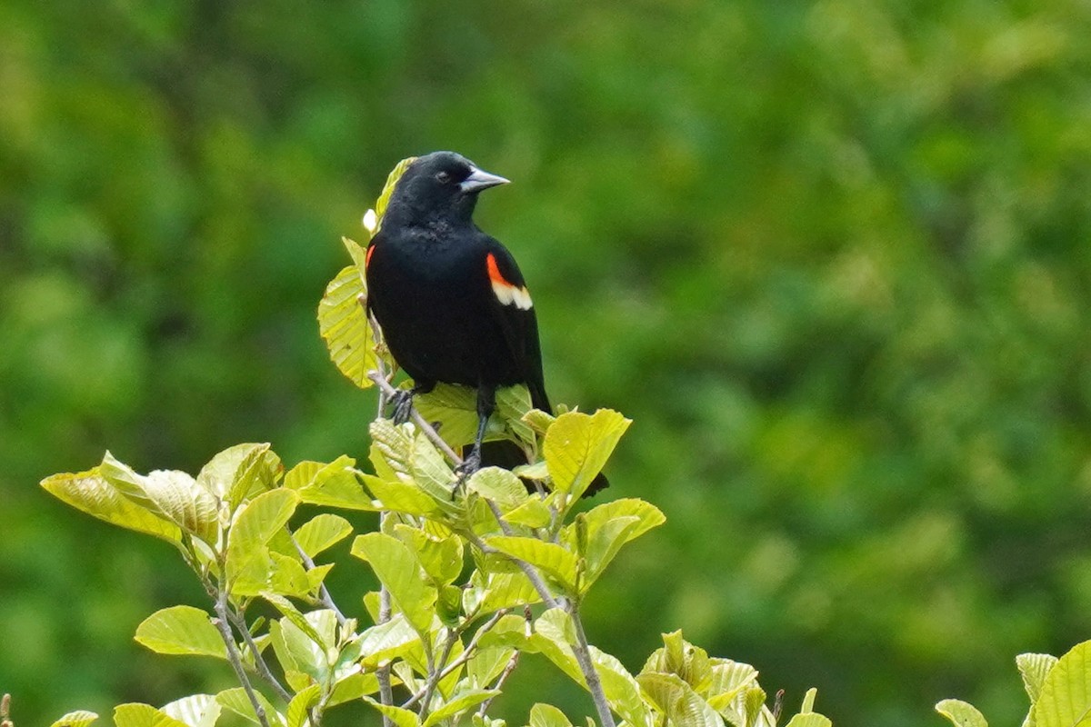 Red-winged Blackbird - ML577660501
