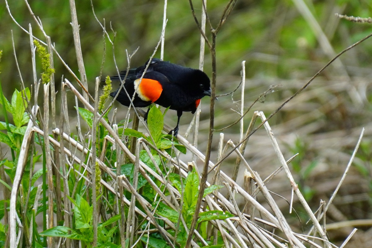 Red-winged Blackbird - Susan Iannucci