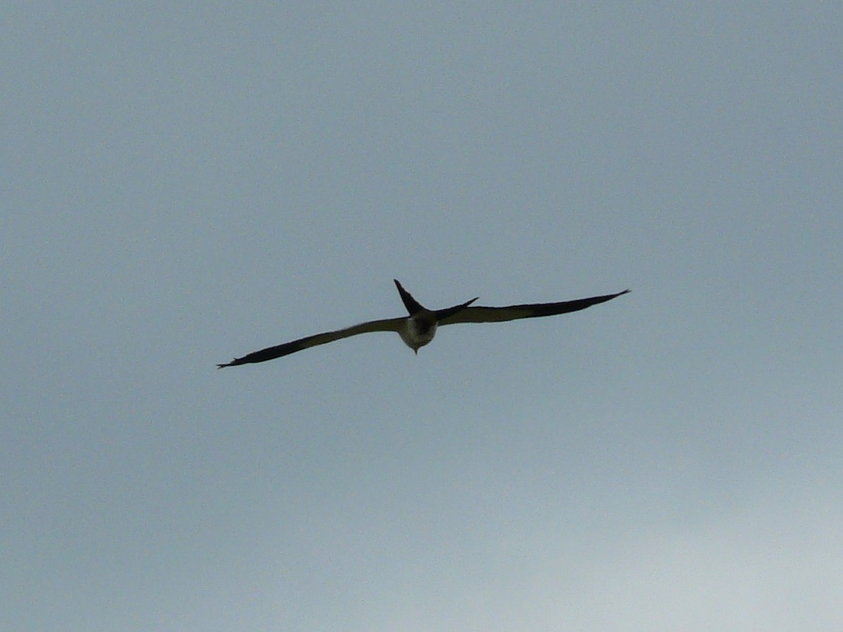 Swallow-tailed Kite - ML577661461