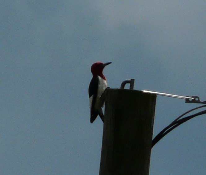 Red-headed Woodpecker - ML577661611