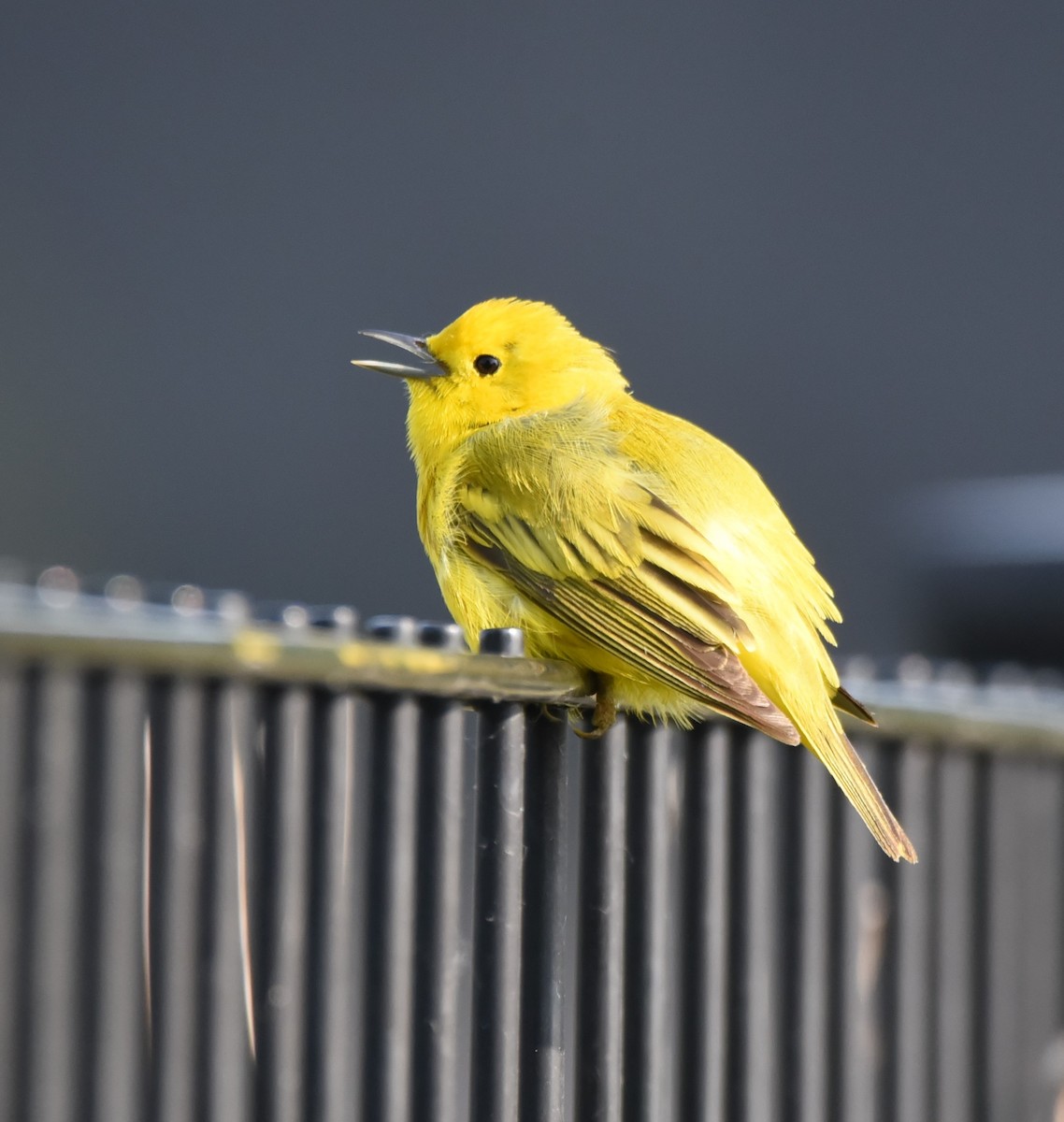 Yellow Warbler - John Fabrycky