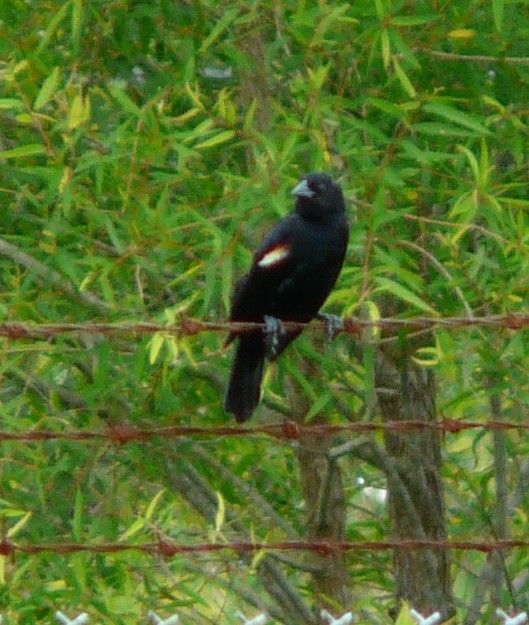 Red-winged Blackbird - ML577663801