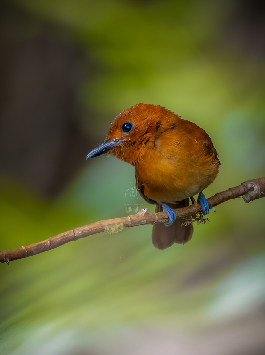 Rufous Paradise-Flycatcher (Southern) - ML577667641