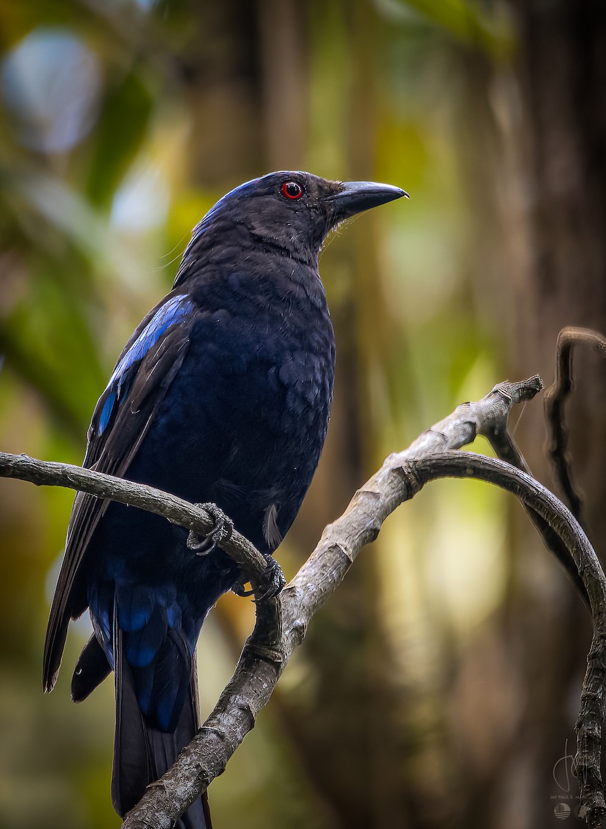 Philippine Fairy-bluebird - ML577667831