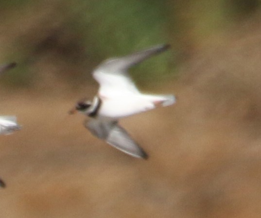 Common Ringed Plover - ML577668681