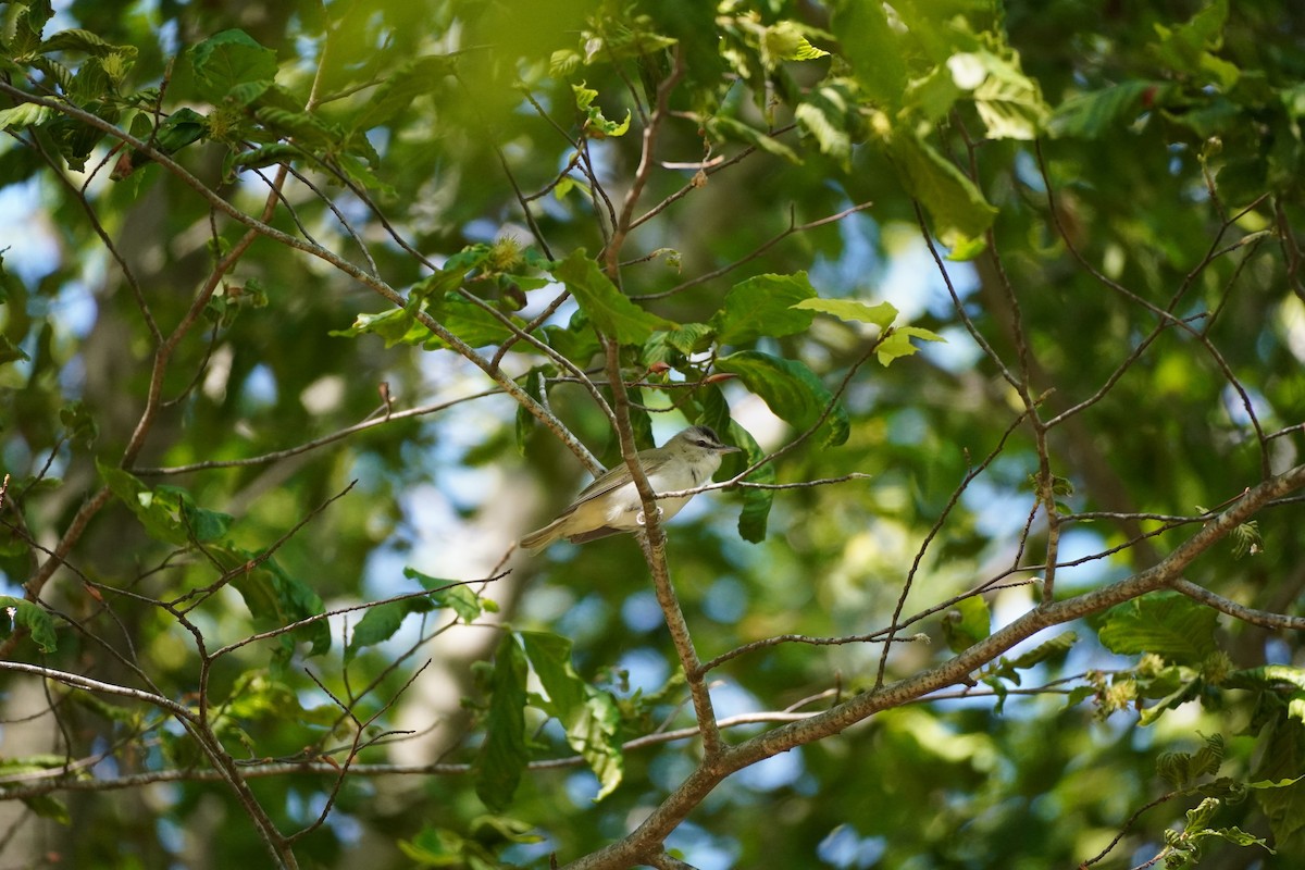 eBird Checklist 26 May 2023 Fort Hill Park Lowell, Massachusetts 20 species