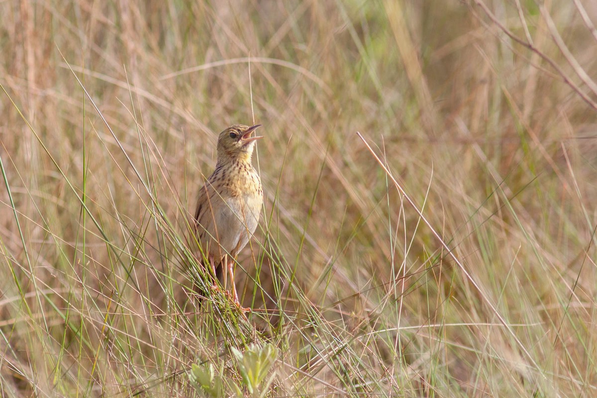 Ochre-breasted Pipit - ML577672011