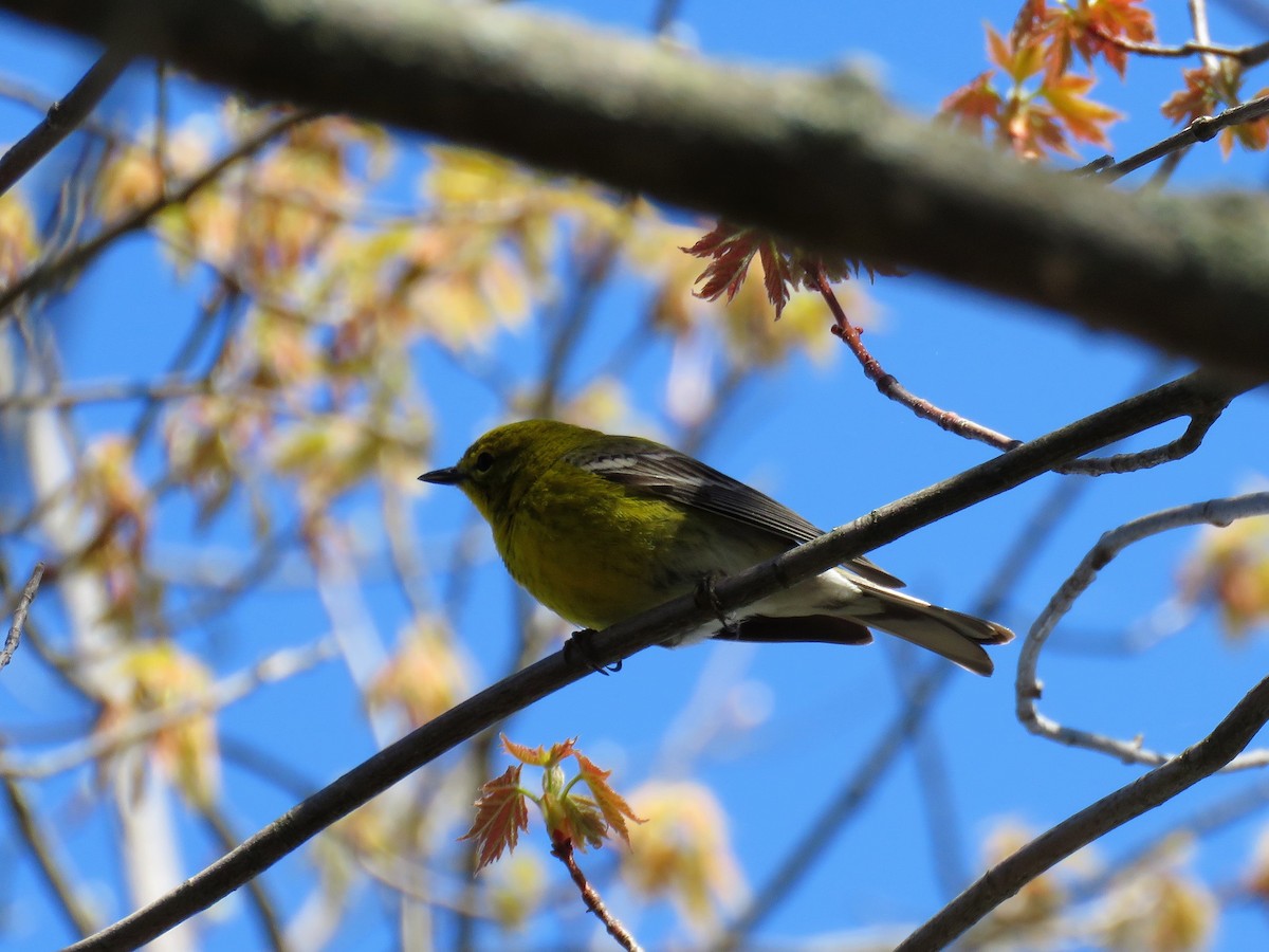 Pine Warbler - Stacy Robinson