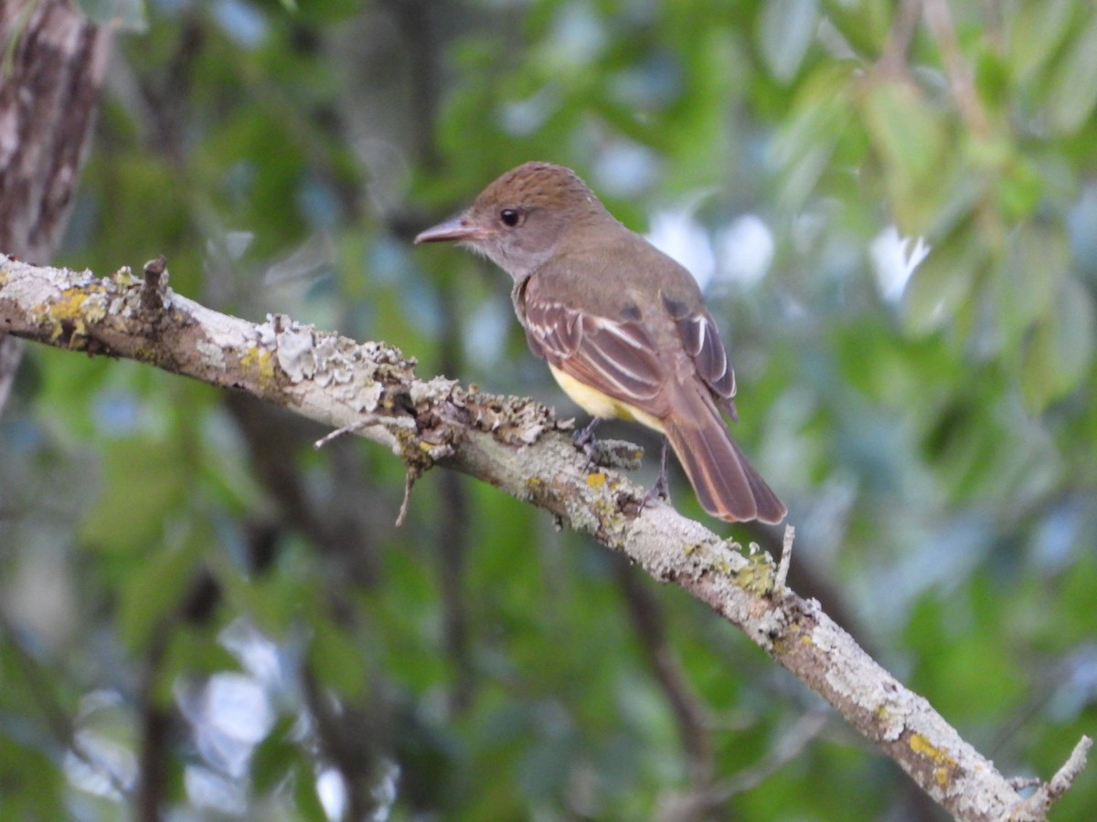 Great Crested Flycatcher - ML577677581