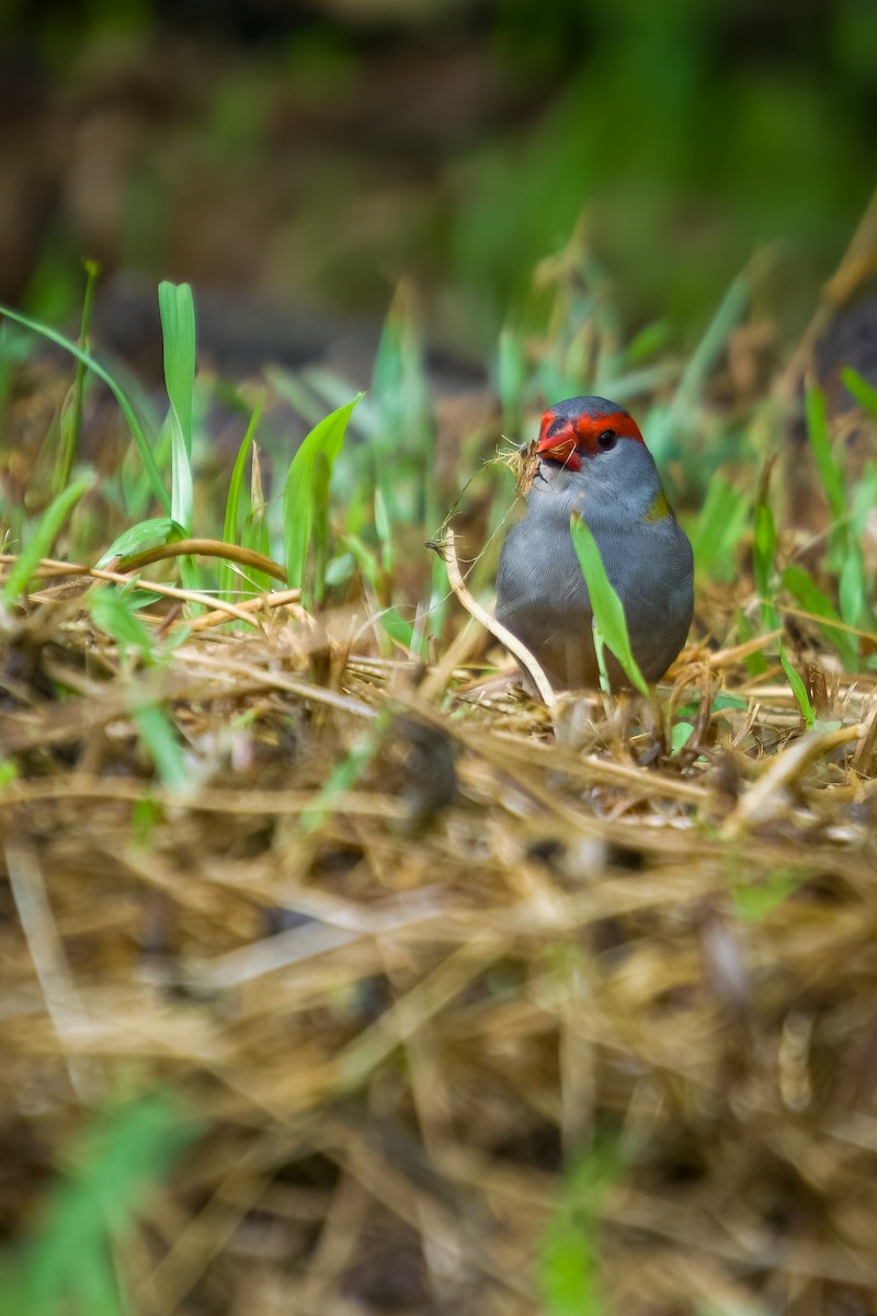 Red-browed Firetail - ML577685691