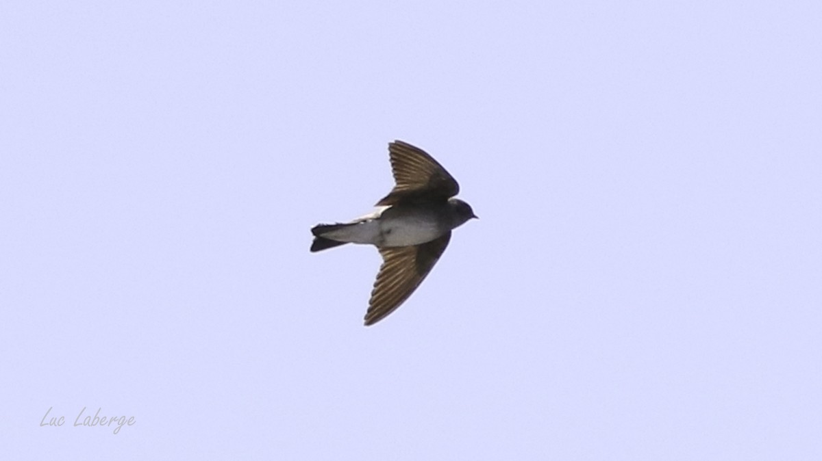 Northern Rough-winged Swallow - ML577689151