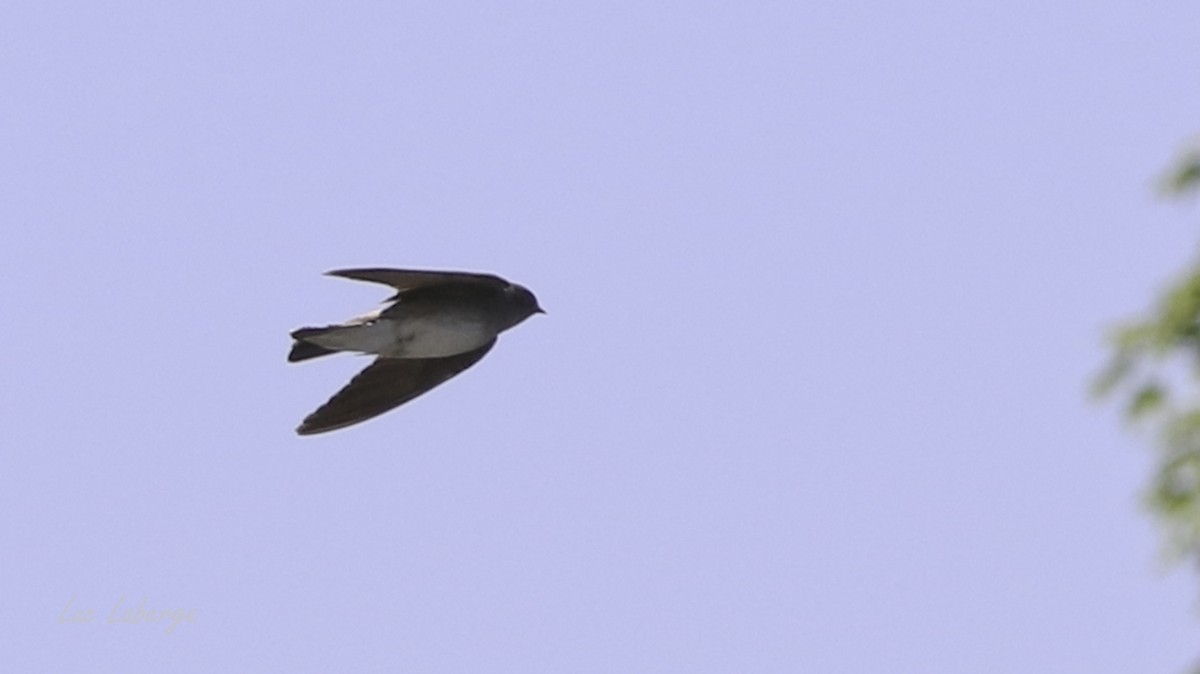 Northern Rough-winged Swallow - ML577689161
