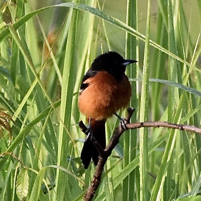 Orchard Oriole - ML577694821