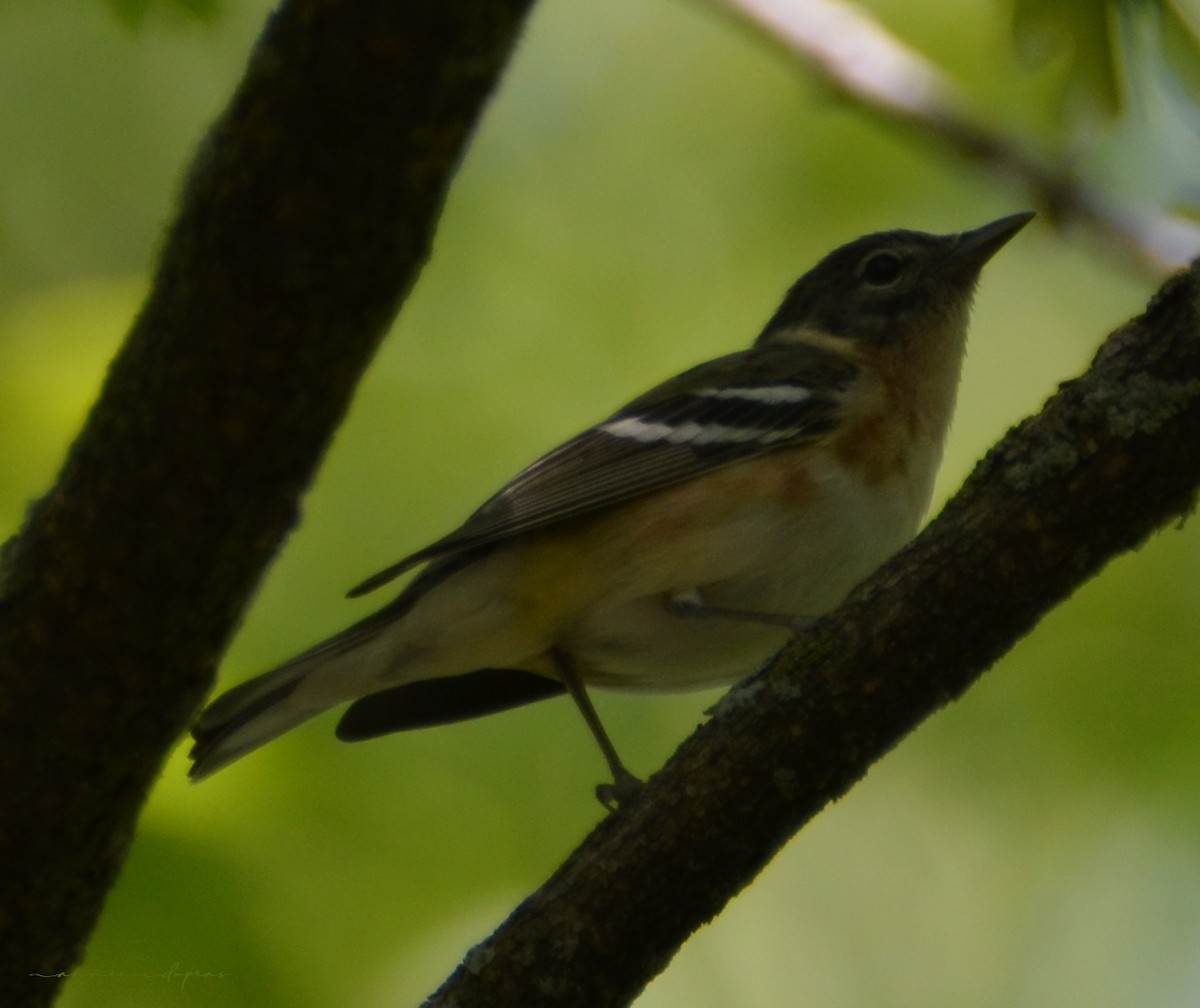 Bay-breasted Warbler - ML577694911