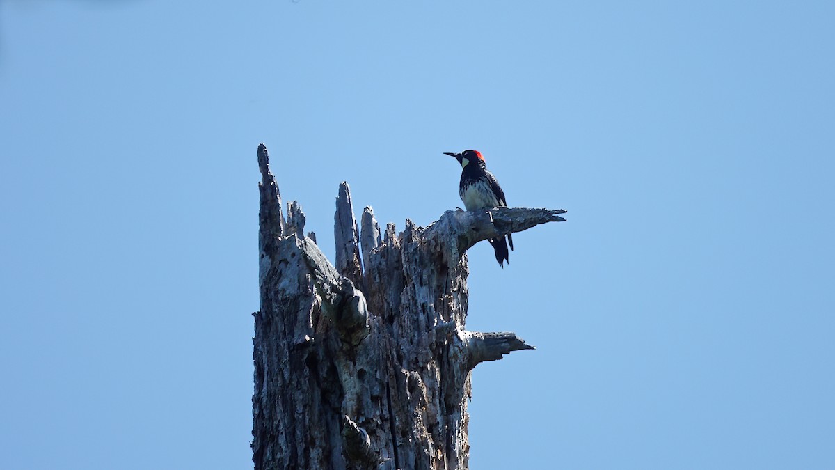 Acorn Woodpecker - ML577695211