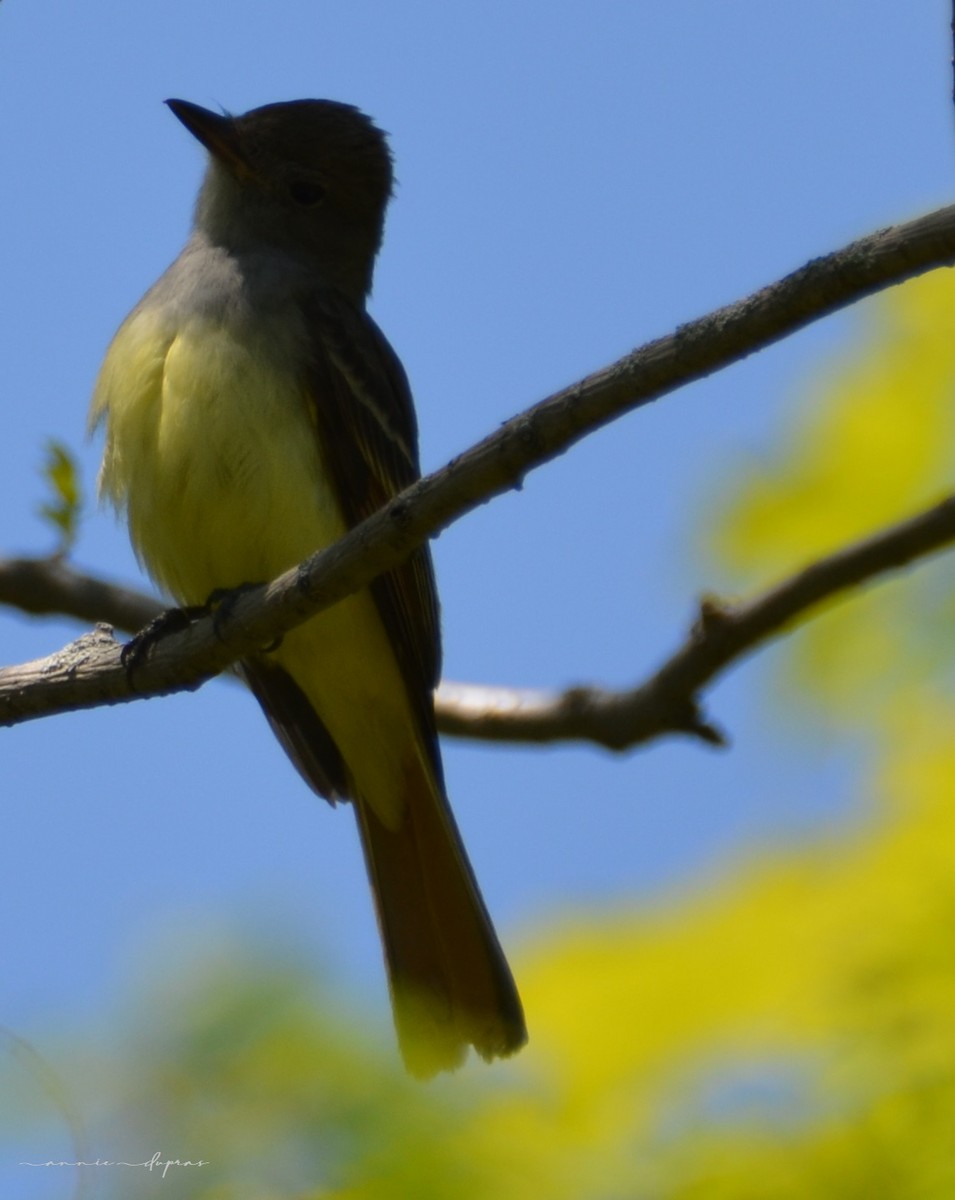 Great Crested Flycatcher - ML577695321