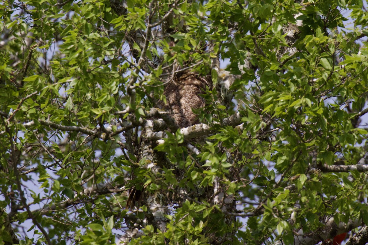 Great Horned Owl - Ardell Winters