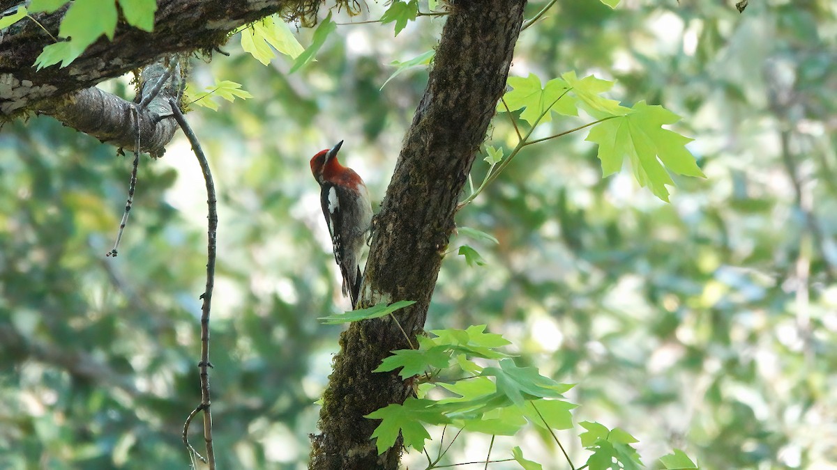 Red-breasted Sapsucker - ML577695781