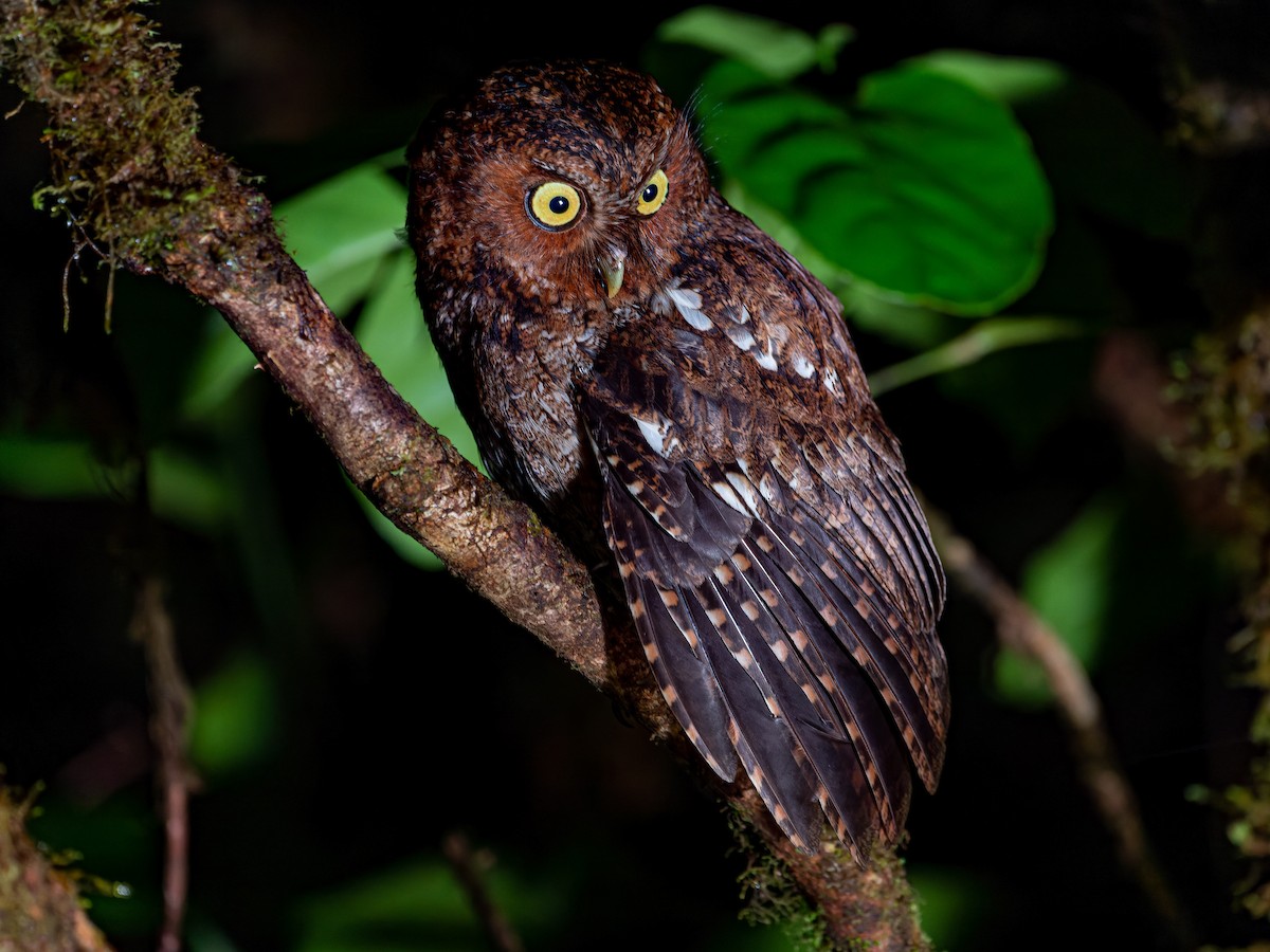 Bare-shanked Screech-Owl - ML577697411