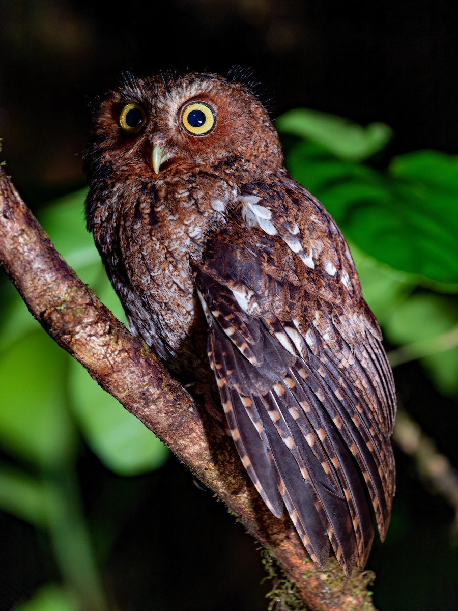 Bare-shanked Screech-Owl - ML577697421
