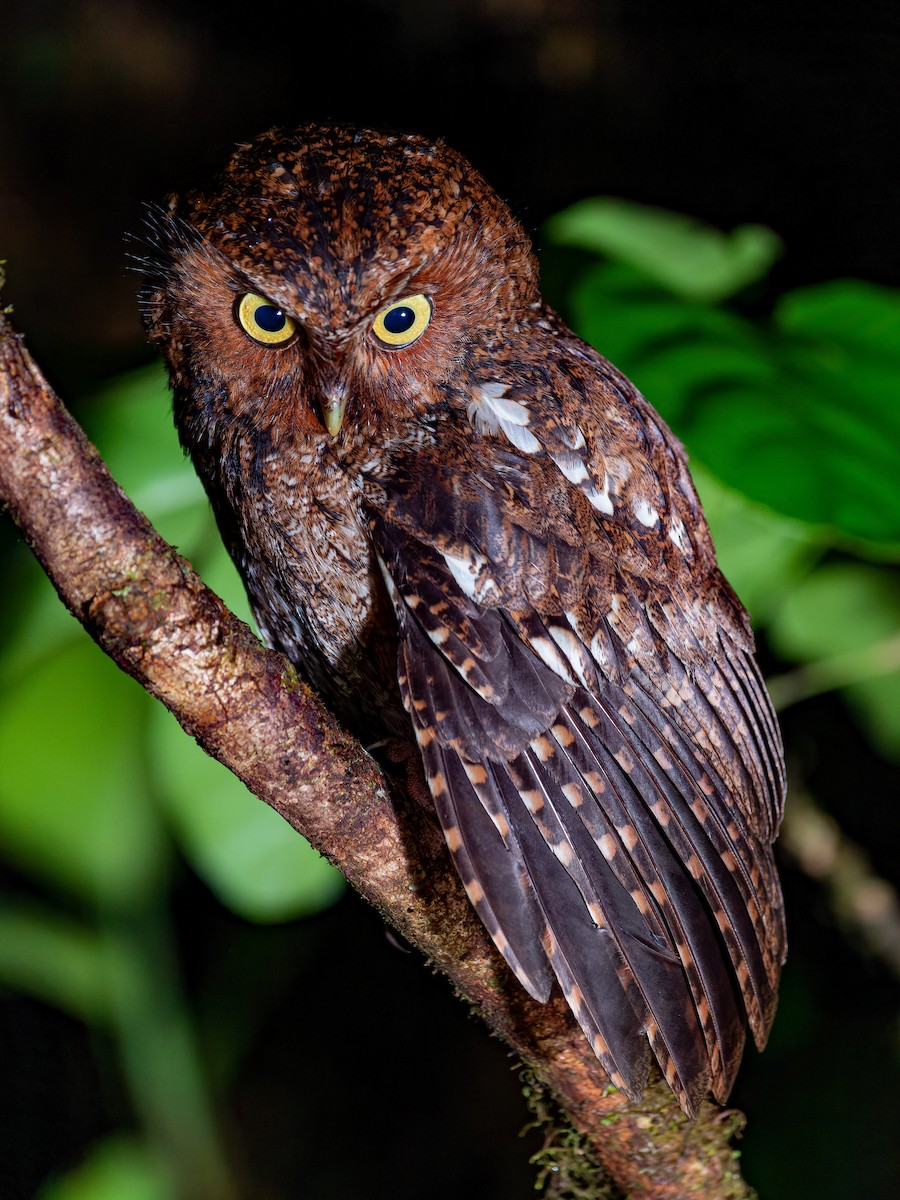 Bare-shanked Screech-Owl - ML577697441